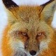 fox97